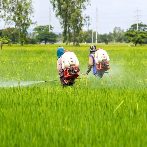 Importance of insecticides for protecting crops and increasing agricultural productivity